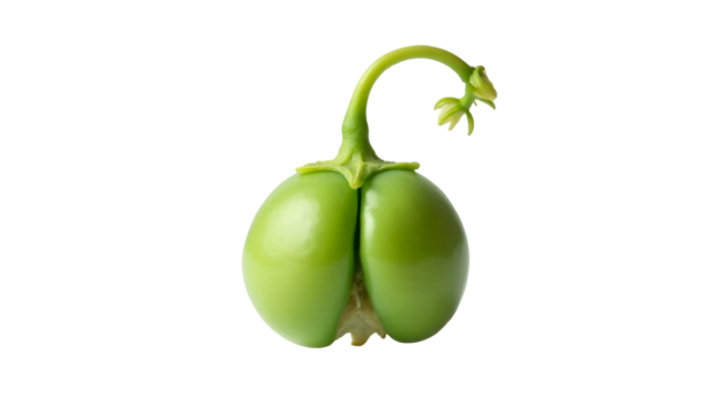 Green pea sprout with white primary root emerging from split seed during early growth phase