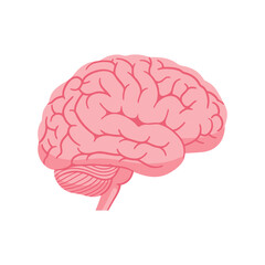Realistic Human Brain Organ Vector Illustration - Pink Anatomy Neuroscience Graphic