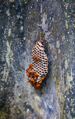 A swarm of bees is building a hive.