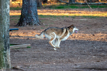 dogs running around at a dog park