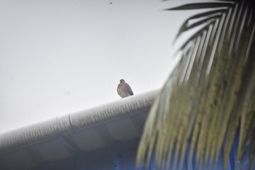 Pigeon Resting on Rooftop Edge on a Rainy Day