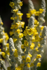 close up of yellow flowers