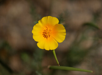yellow flower