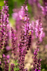 close up of lavender flower