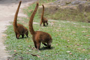 red tailed prairie dog