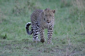 Leopard