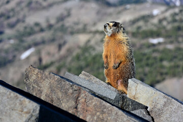 A Yellow-bellied Marmot (Marmota flaviventris) stands on rocks in the Mount Rose Wilderness of Nevada.
