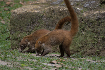 Wild Boar The Forest 