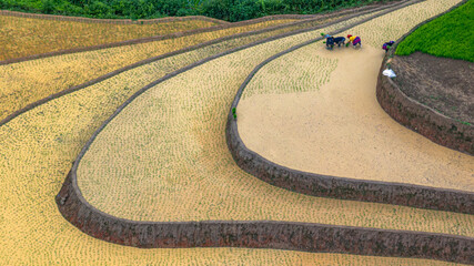 Hmong farmers prepare their fields and plant rice on terraced fields in Mu Cang Chai, Yen Bai....