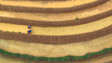Hmong farmers prepare their fields and plant rice on terraced fields in Mu Cang Chai, Yen Bai....