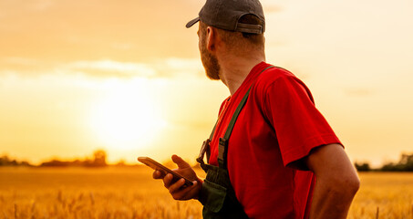 Male farmer holding smartphone looking at sunset in wheat field during summer harvest