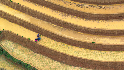 Hmong farmers prepare their fields and plant rice on terraced fields in Mu Cang Chai, Yen Bai....