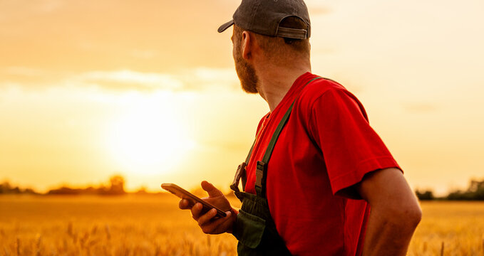 Male farmer holding smartphone looking at sunset in wheat field during summer harvest - Powered by Adobe