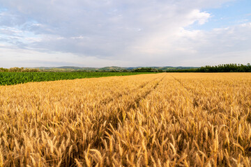 Yellow cereal field in countryside before harvesting. High yield.