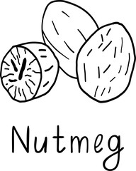hand drawn spice. Nutmeg in sketch style. Black and isolated white background. Ingredient for bakery.