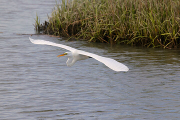 Egret inflight in saltwater marsh habitat. 