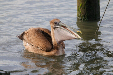 Brown pelican feeding on prey. 