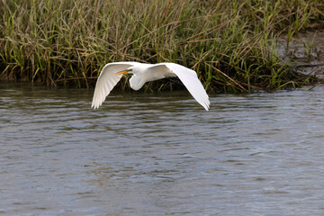 Egret inflight in saltwater marsh habitat. 