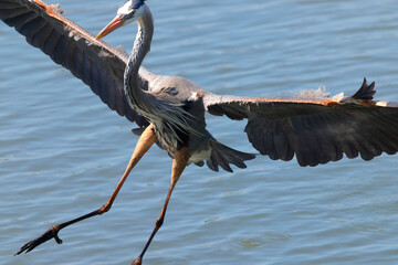 Great blue heron in saltwater marsh habitat. 