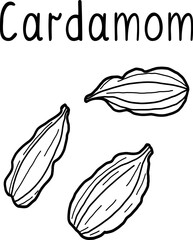 Cardamom vector illustration. Hand drawn in doodle style. Outline, isolated on white background .