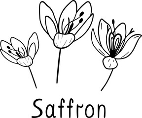 Monochrome vector saffron illustration. Saffron flowers isolated on white background.