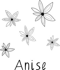 Hand drawn anise vector illustration. Black line, isolated on white background. Anise culinary ingredients and culinary spice for drinks and baking.