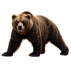 Obraz premium Majestic wild bear with dark to blond fur powerful stance and fierce gaze embodying the untamed spirit of the wilderness