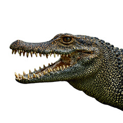 Obraz premium Detailed portrait of a wild American alligator rough scaly skin dark gray olive colors powerful jaw with sharp teeth piercing eyes above waterline