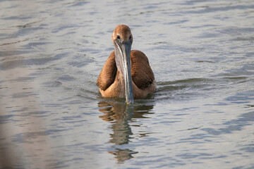Brown pelican in saltwater marsh habitat. 