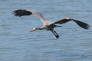 Great blue heron in saltwater marsh habitat. 