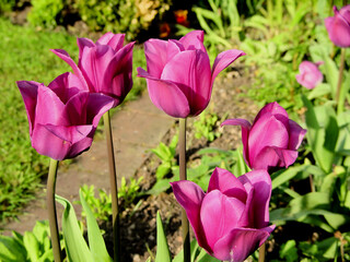 Tulpen mit KI erstellt+bearbeitet
