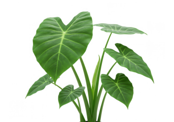 Large green elephant ear plant leaves isolated on transparent background