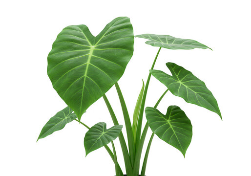 Large green elephant ear plant leaves isolated on transparent background