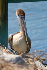 Brown pelican posing by blue water. 