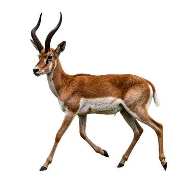 Magnificent pronghorn antelope showcasing unmatched speed and grace with its sleek tawny coat distinctive white markings and poised stance