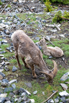 Bighorn sheep in the mountains