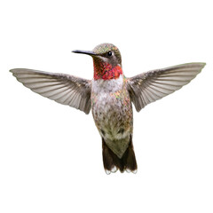 Fototapeta premium Vibrant hummingbird in flight with iridescent green and red feathers reflecting light blurred wings in motion and a delicate pointed beak