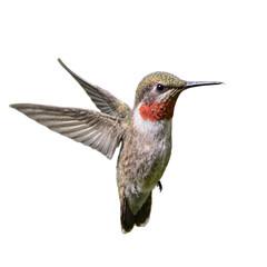 Fototapeta premium Vibrant hummingbird in flight with iridescent green and red feathers reflecting light blurred wings in motion and a delicate pointed beak