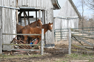 Two Horses in the Barn