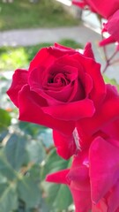 red rose in garden