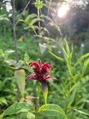 red and yellow flower