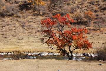 Uryuk (wild apricot) in autumn. Turgen River.