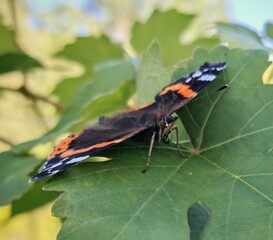 butterfly on a leaf