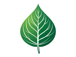 A green leaf with white veins on a white background