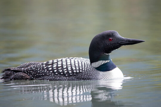 Loon on lake, waterfowl, Emerald Lake, black bird and chick