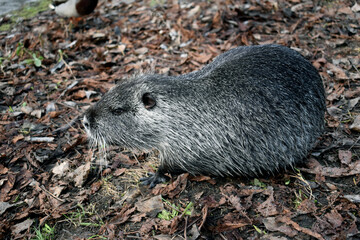 rat on the grass