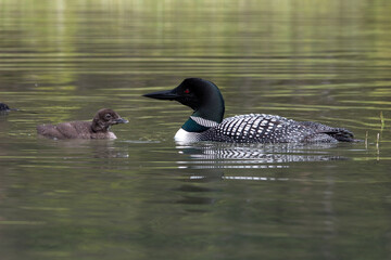Loon and loonet on lake, waterfowl, Emerald Lake, black bird and chick