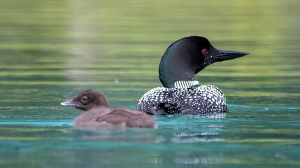 Loon and loonlet on Emerald Lake, Yoho National Park, Banff, Canada, glacial lake