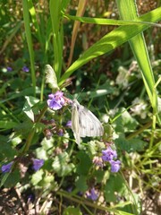 butterfly on a flower