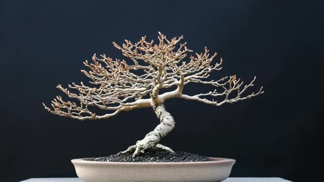 bonsai tree on black background